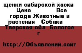 щенки сибирской хаски  › Цена ­ 10 000 - Все города Животные и растения » Собаки   . Тверская обл.,Бологое г.